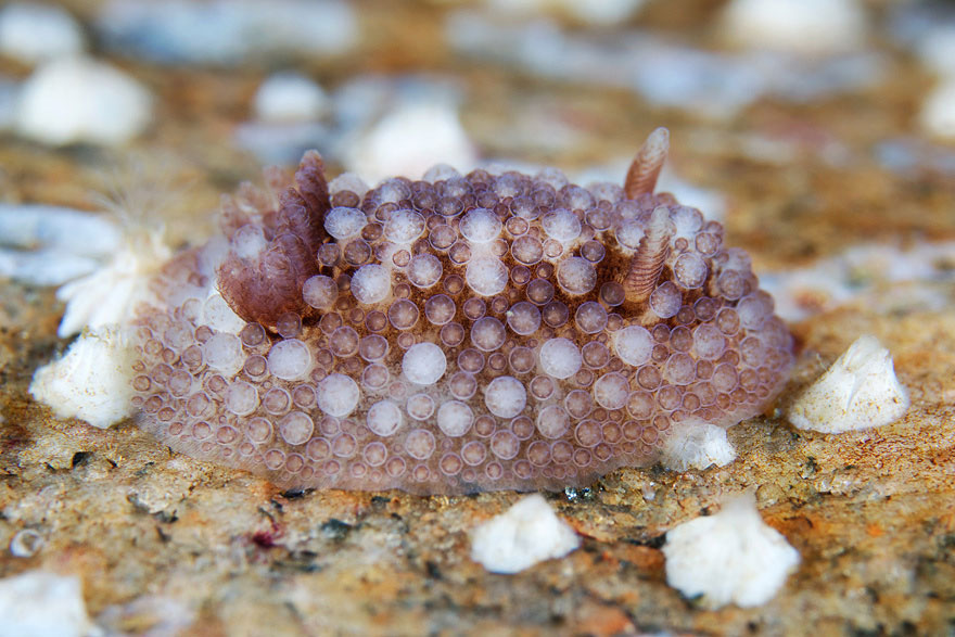 beautiful-unusual-sea-slugs-16__880