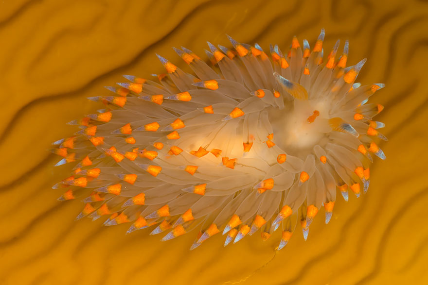 beautiful-unusual-sea-slugs-19__880