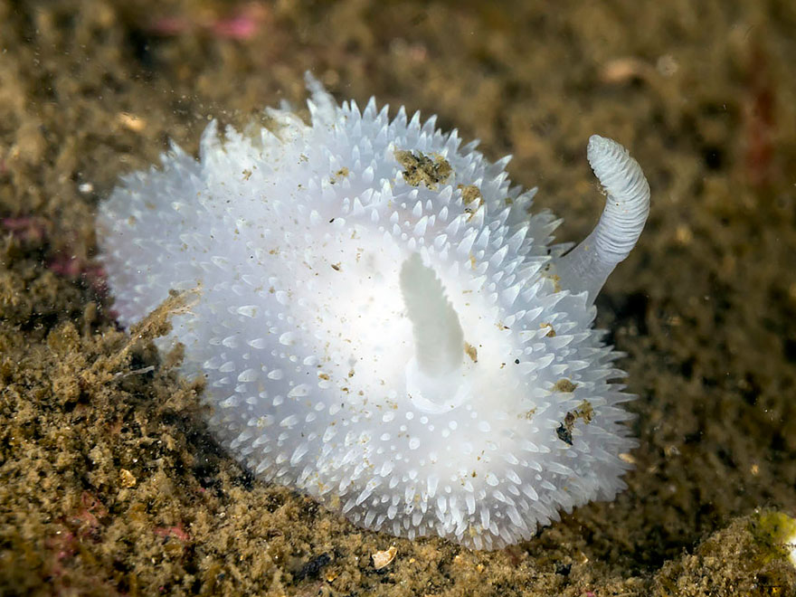 beautiful-unusual-sea-slugs-29__880