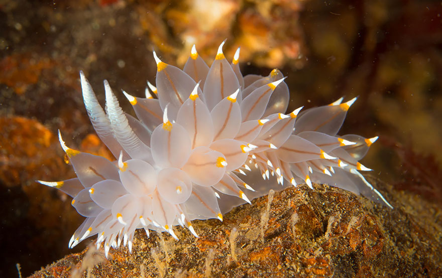 beautiful-unusual-sea-slugs-2__880
