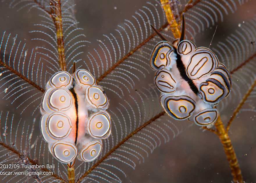 beautiful-unusual-sea-slugs-31__880