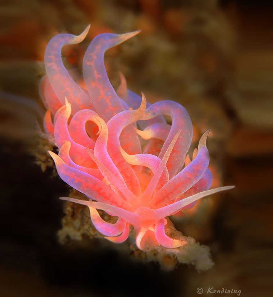 beautiful-unusual-sea-slugs-32__880