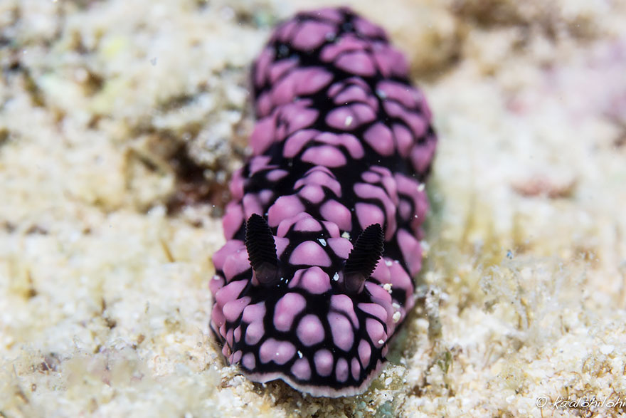 beautiful-unusual-sea-slugs-34__880