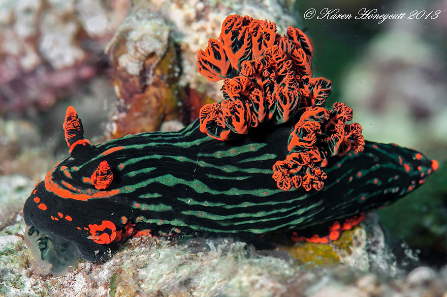 beautiful-unusual-sea-slugs-38__880