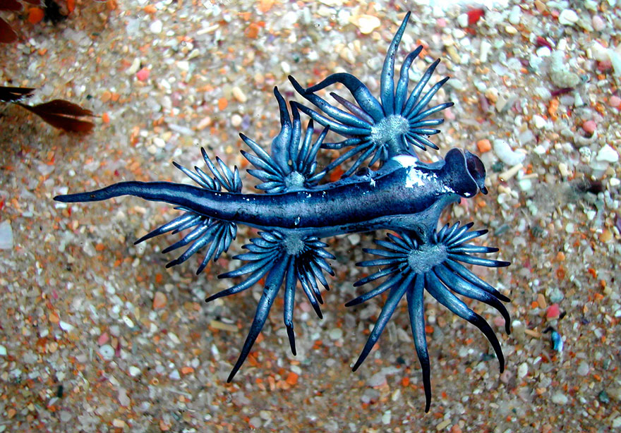 beautiful-unusual-sea-slugs-4-1__880
