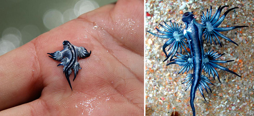beautiful-unusual-sea-slugs-4-2