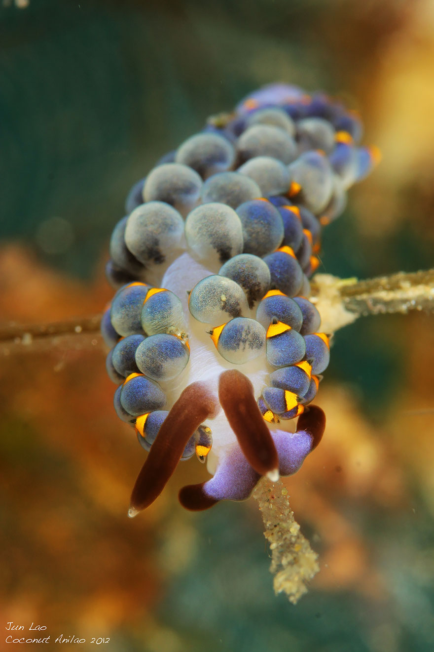 beautiful-unusual-sea-slugs-6__880