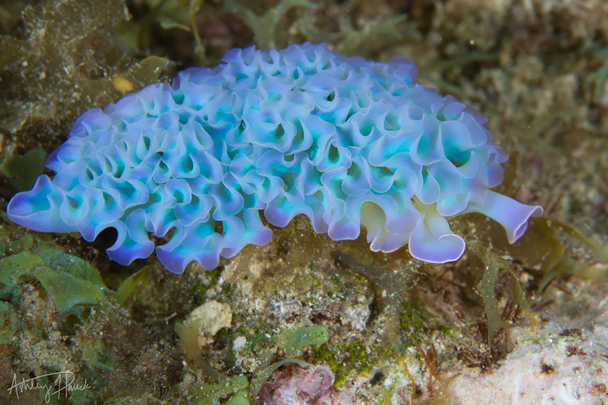 beautiful-unusual-sea-slugs-7__880