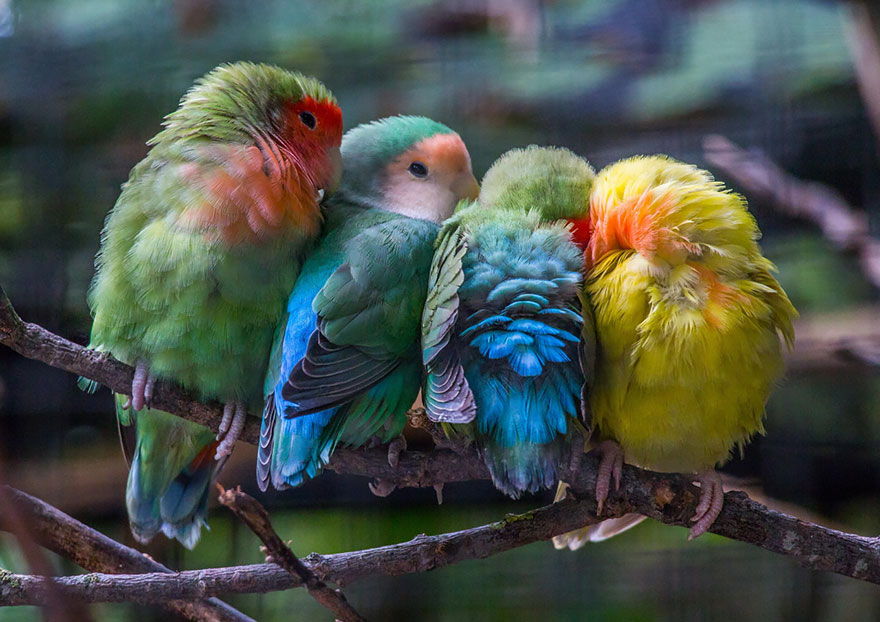 birds-keep-warm-bird-huddles-23__880