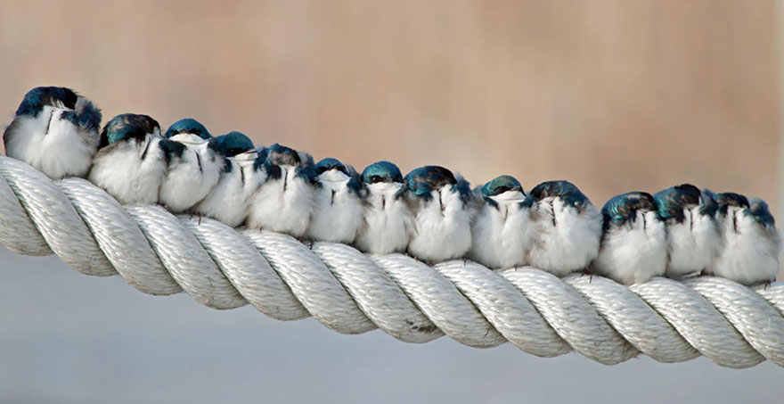 birds-keep-warm-bird-huddles-9__880