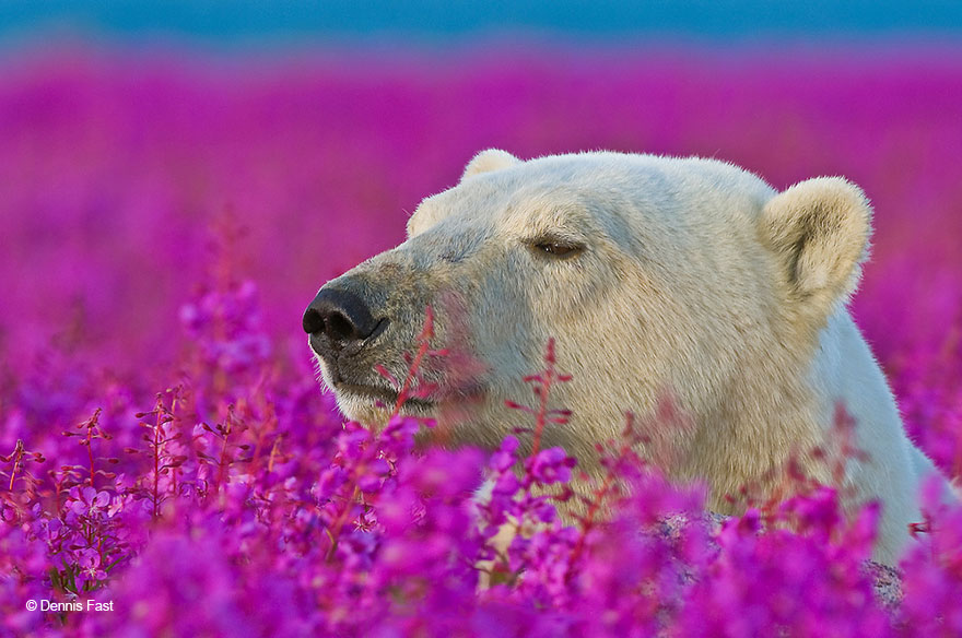 polar-bear-playing-flower-field-dennis-fast-11