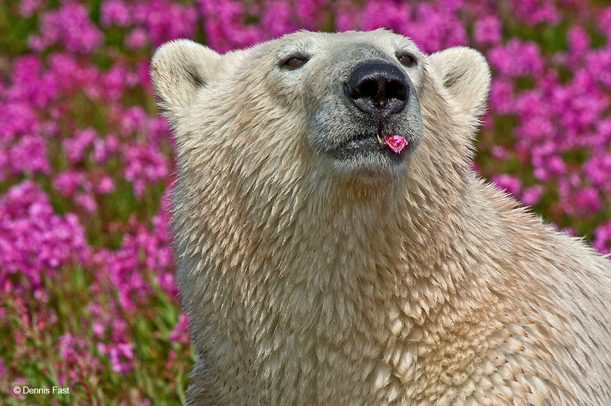 polar-bear-playing-flower-field-dennis-fast-13