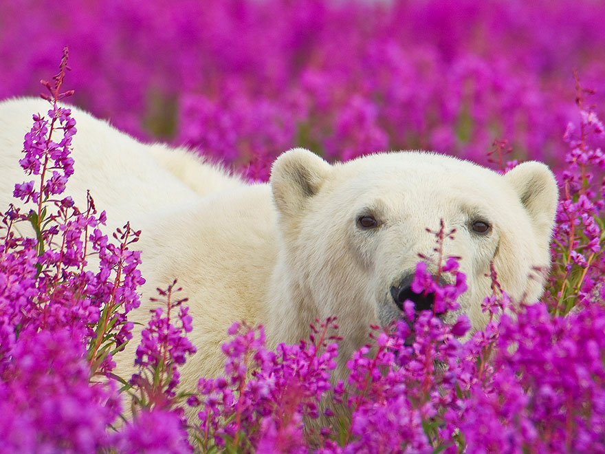polar-bear-playing-flower-field-dennis-fast-16
