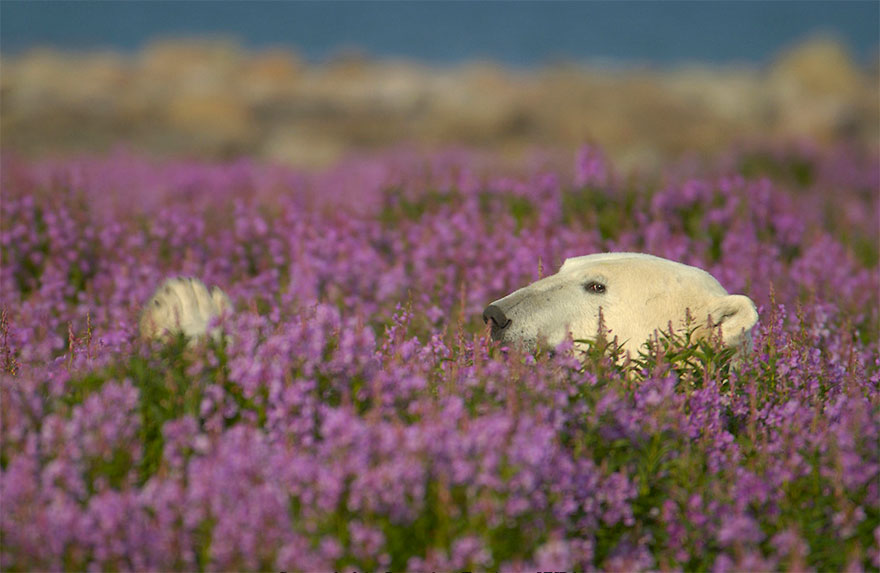 polar-bear-playing-flower-field-dennis-fast-19
