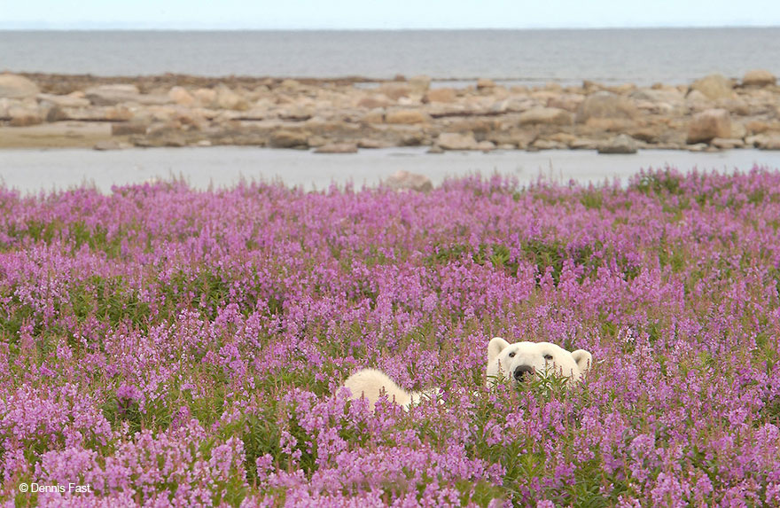 polar-bear-playing-flower-field-dennis-fast-9