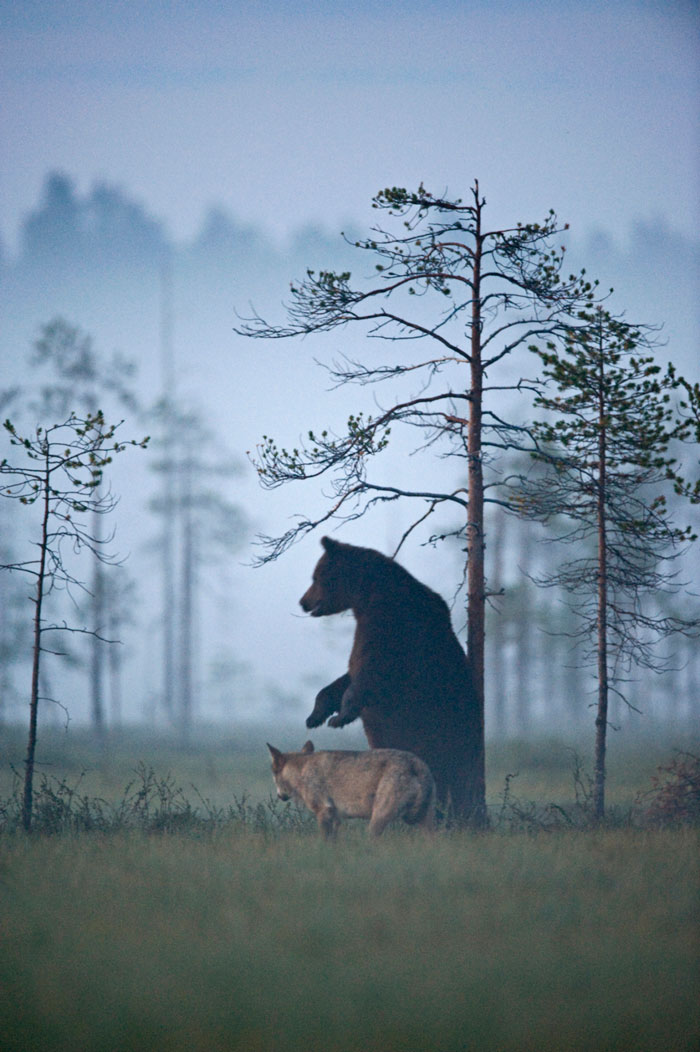 rare-animal-friendship-gray-wolf-brown-bear-lassi-rautiainen-finland-131