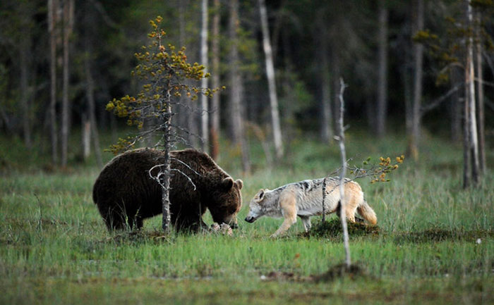rare-animal-friendship-gray-wolf-brown-bear-lassi-rautiainen-finland-81