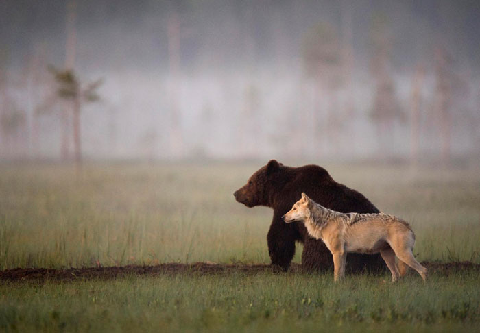 rare-animal-friendship-gray-wolf-brown-bear-lassi-rautiainen-finland-91