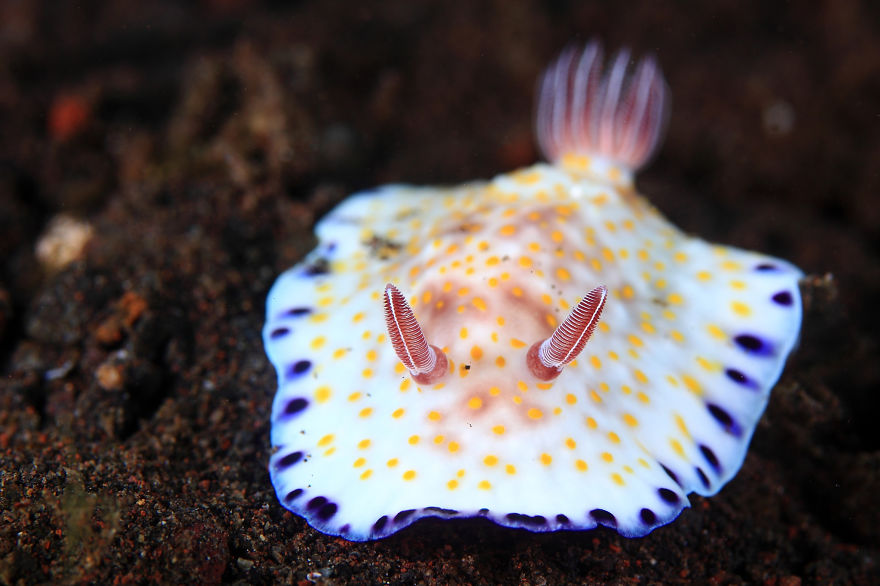weird-sea-slug-photography-5__880