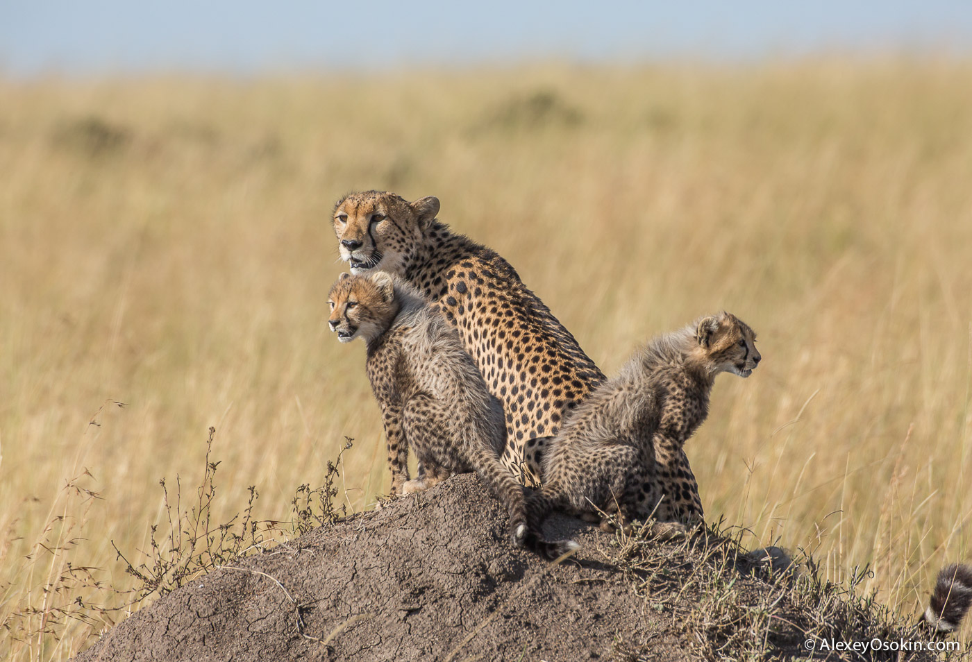 Cheetahs - the standard of motherhood 01