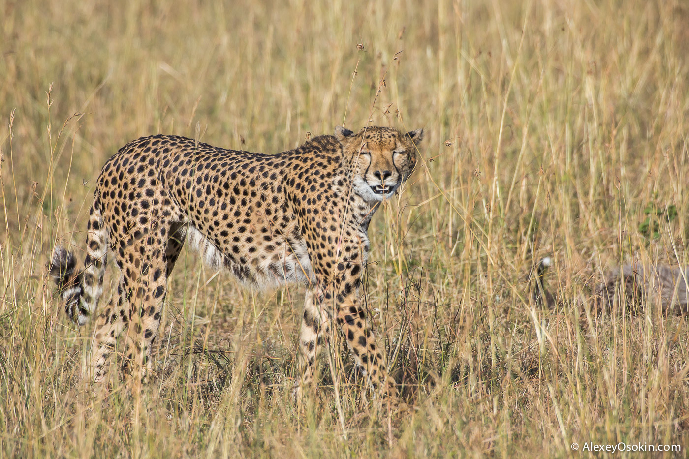 Cheetahs - the standard of motherhood 02