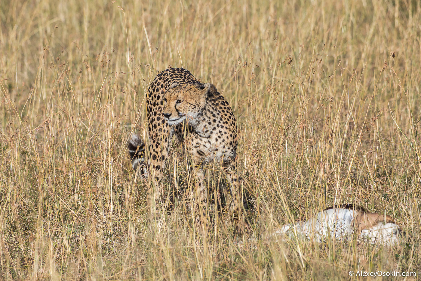 Cheetahs - the standard of motherhood 03
