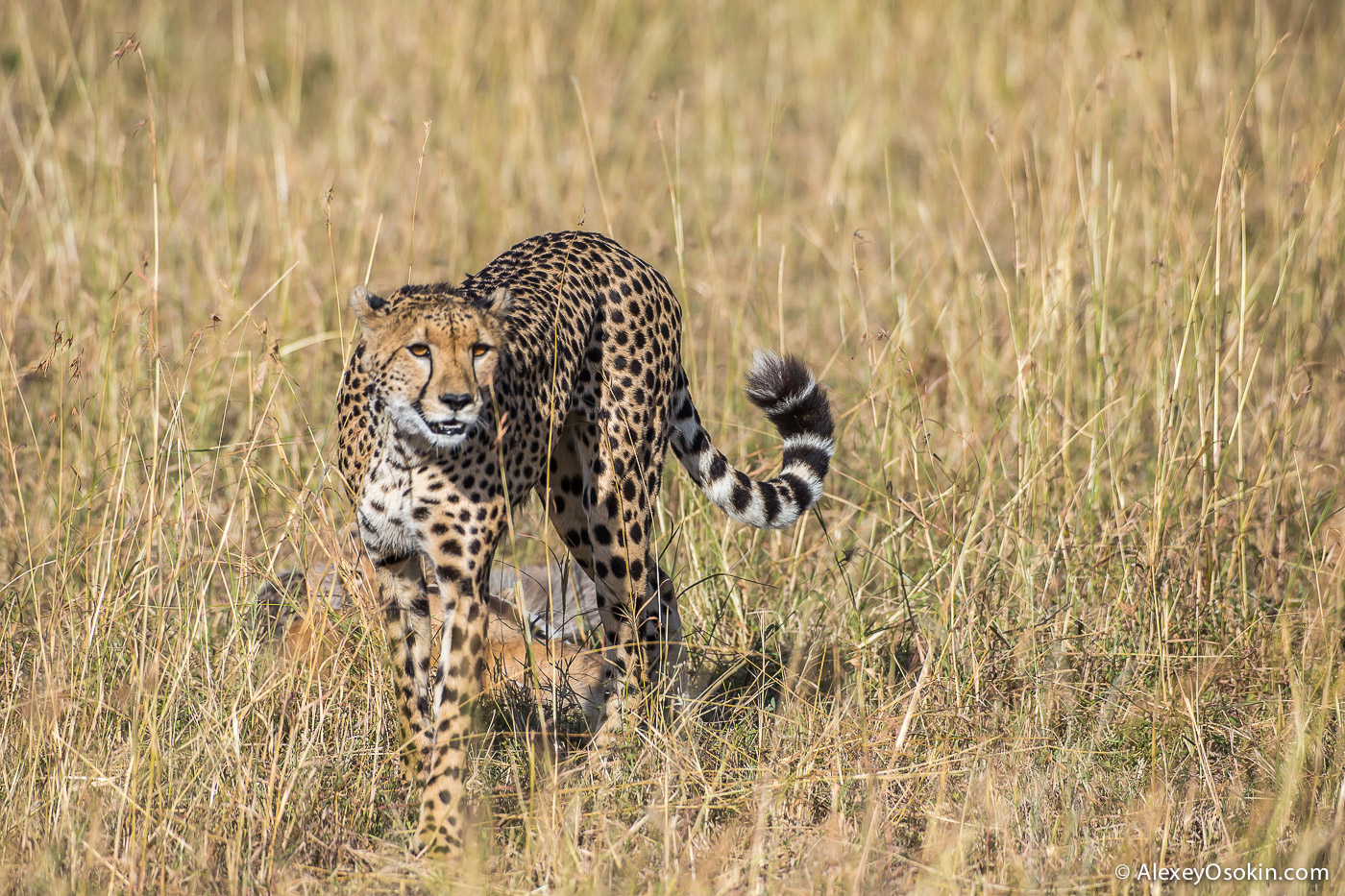Cheetahs - the standard of motherhood 05