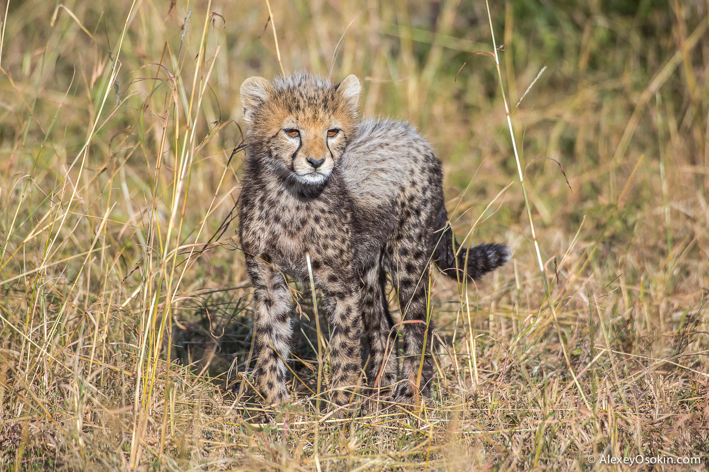 Cheetahs - the standard of motherhood 06