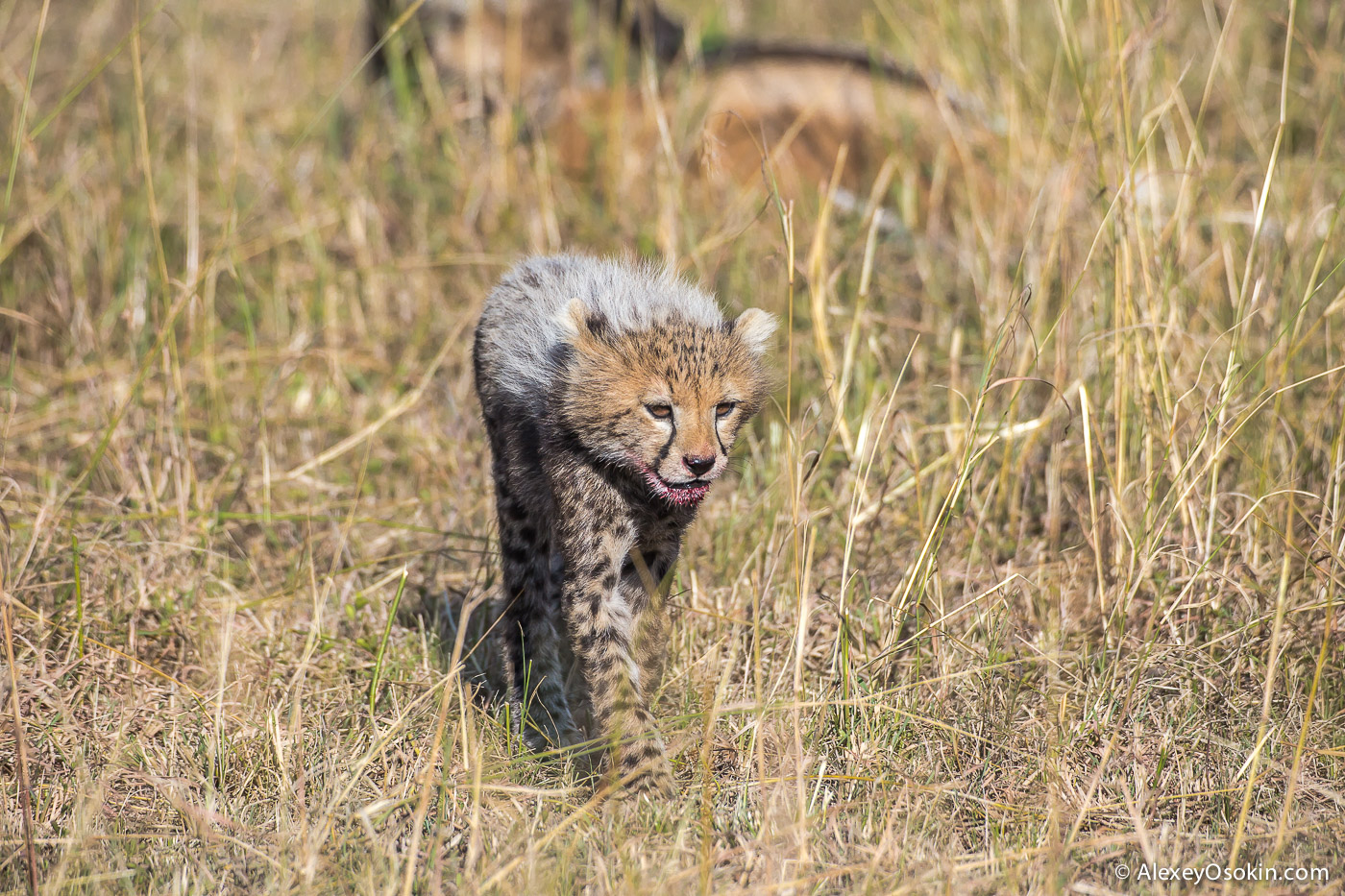 Cheetahs - the standard of motherhood 07