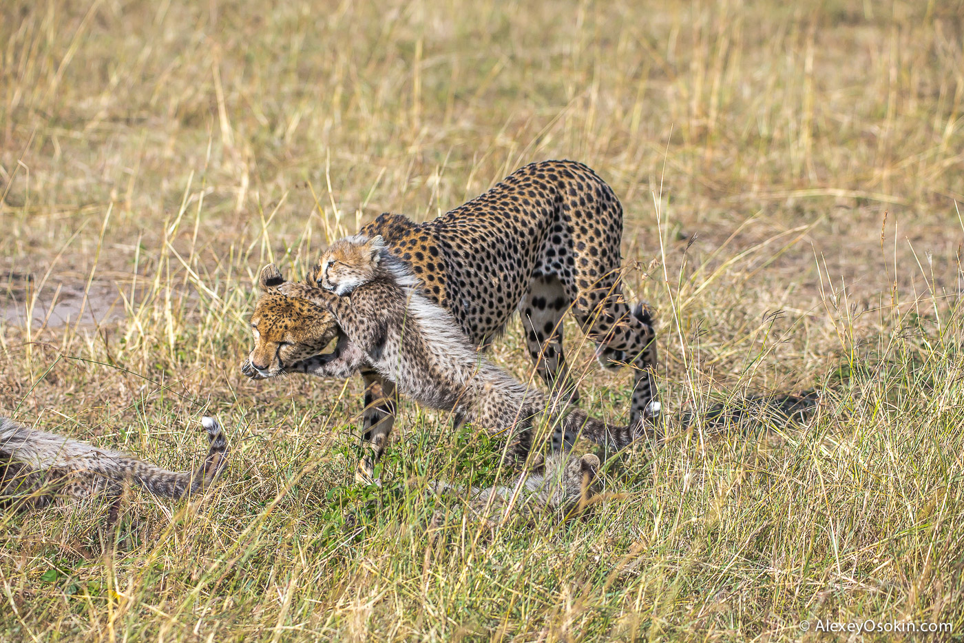 Cheetahs - the standard of motherhood 09