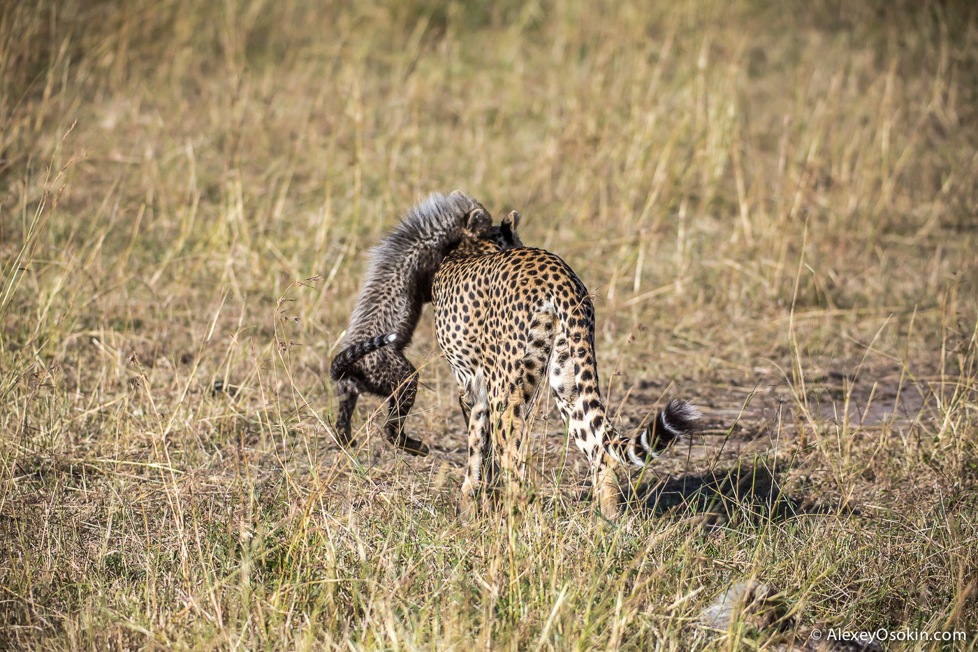 Cheetahs - the standard of motherhood 12