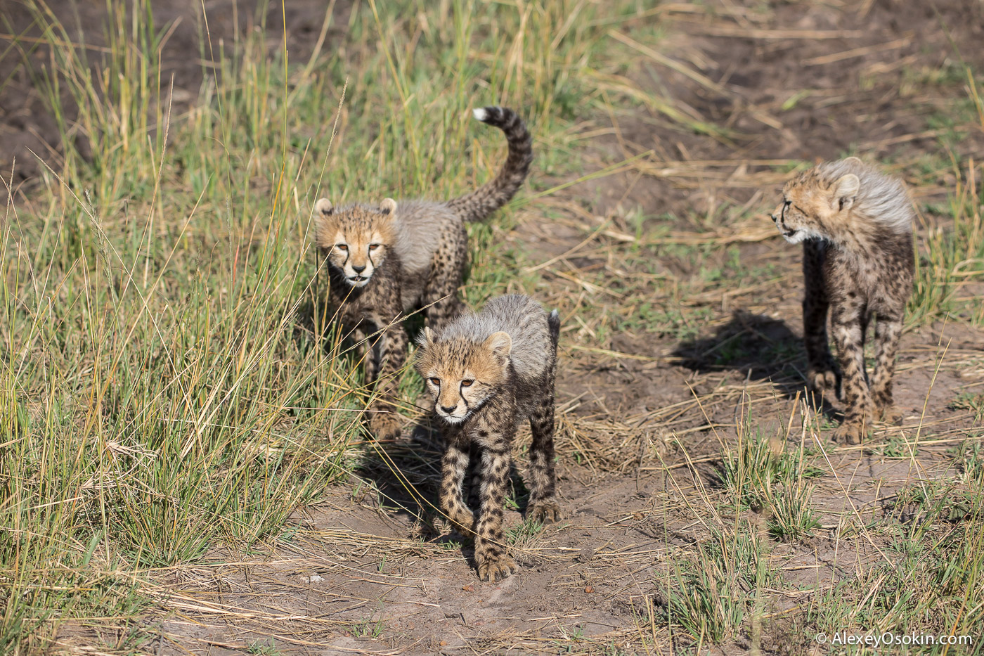 Cheetahs - the standard of motherhood 13