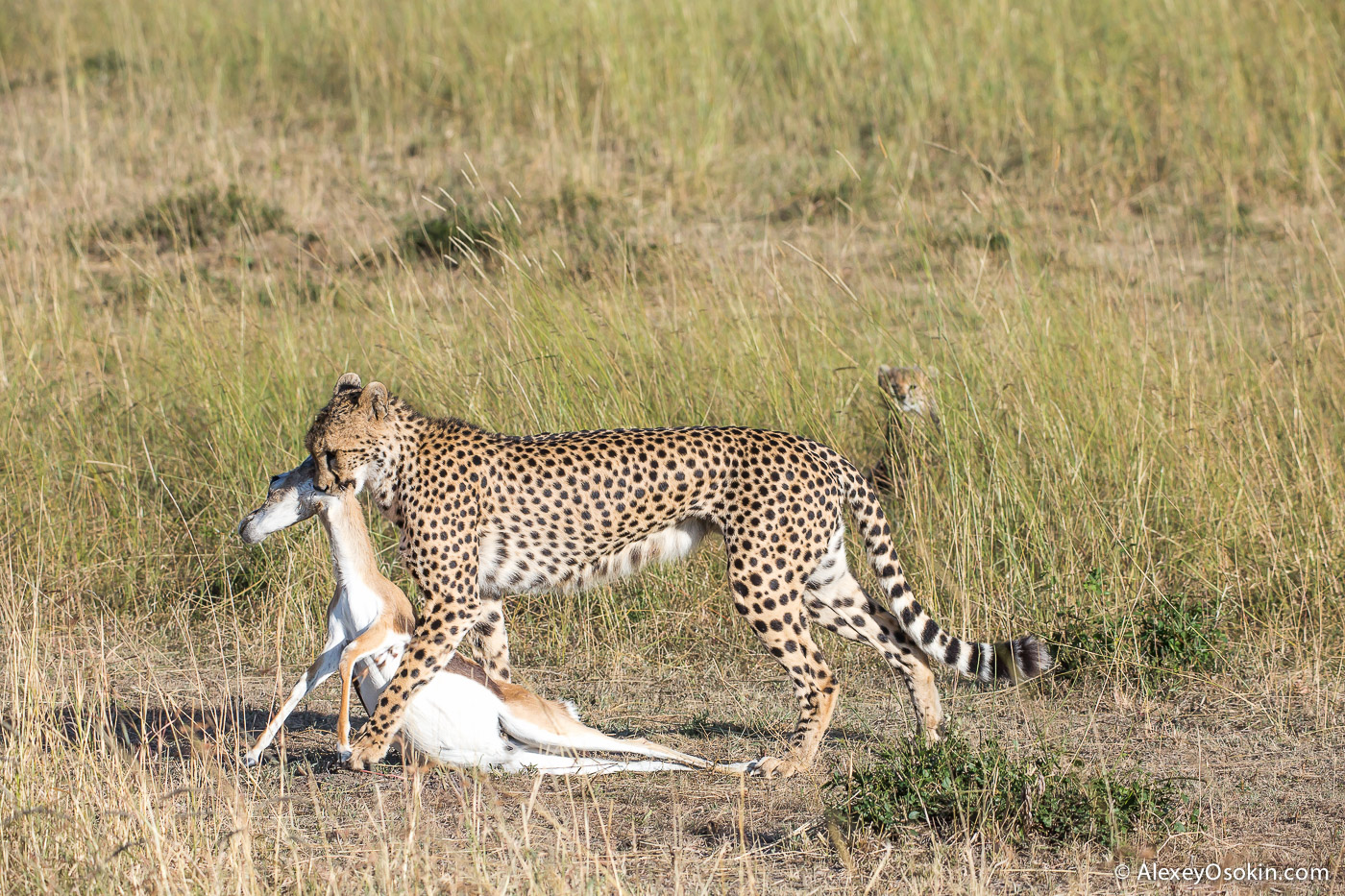 Cheetahs - the standard of motherhood 16
