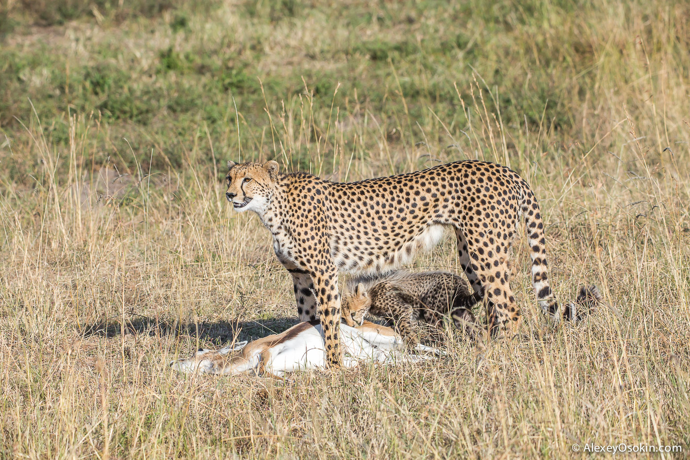 Cheetahs - the standard of motherhood 17