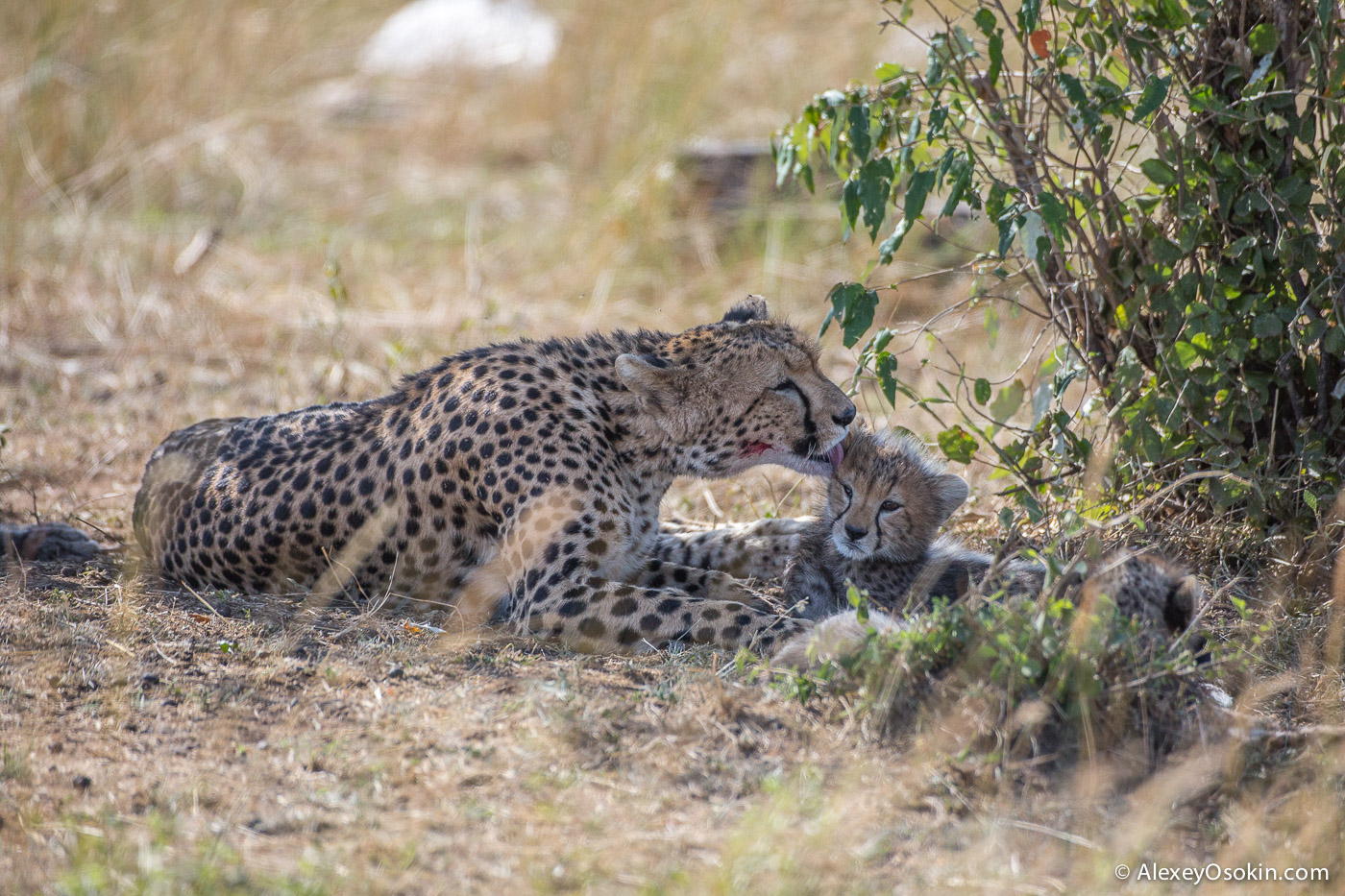 Cheetahs - the standard of motherhood 19