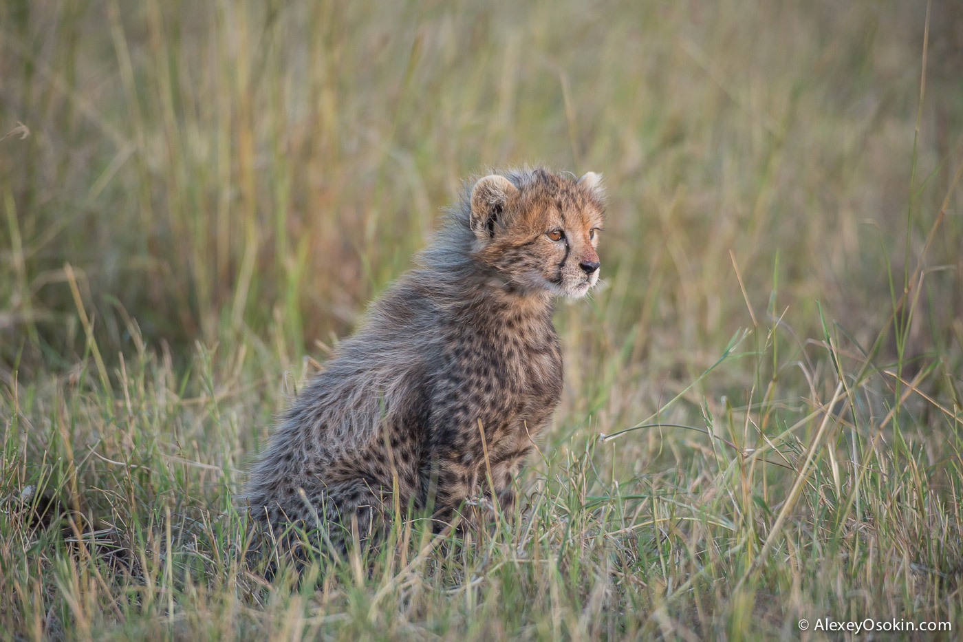 Cheetahs - the standard of motherhood 21
