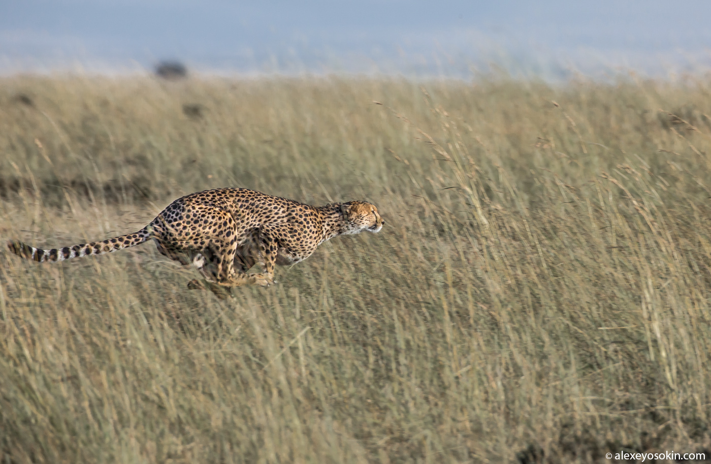 Cheetahs - the standard of motherhood 27