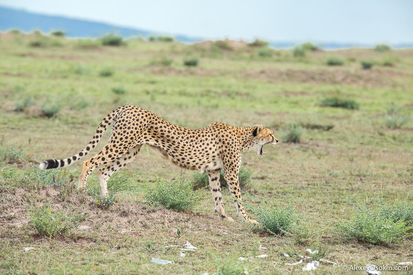 Cheetahs - the standard of motherhood 28