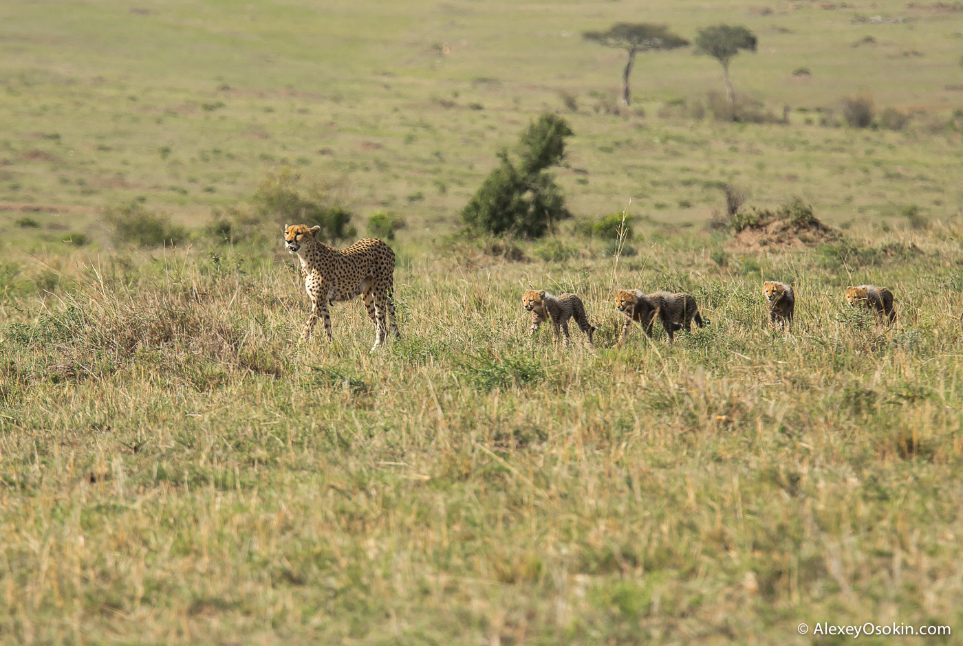 Cheetahs - the standard of motherhood 29
