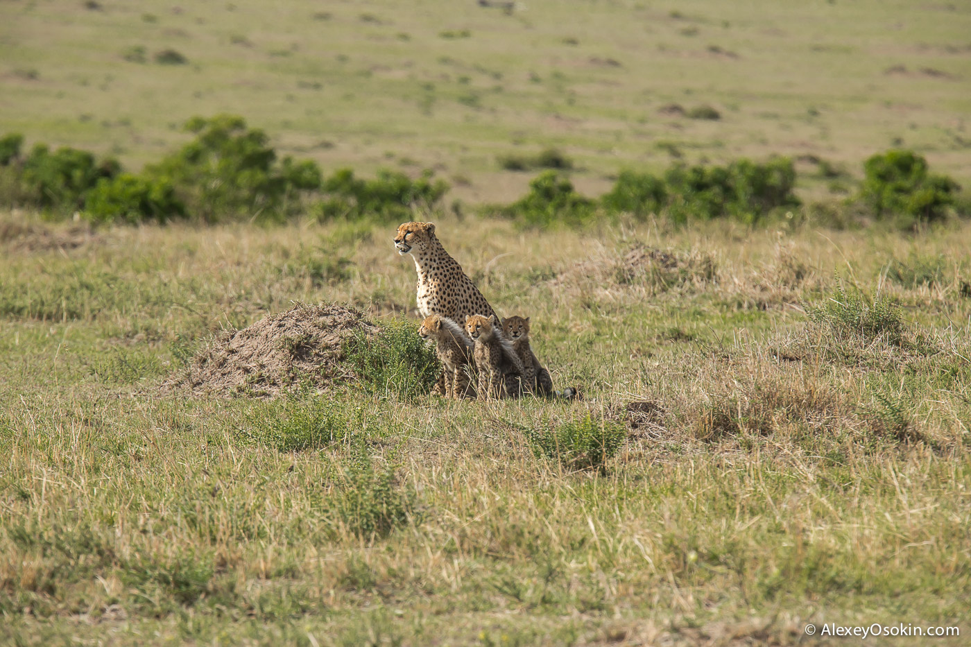 Cheetahs - the standard of motherhood 30