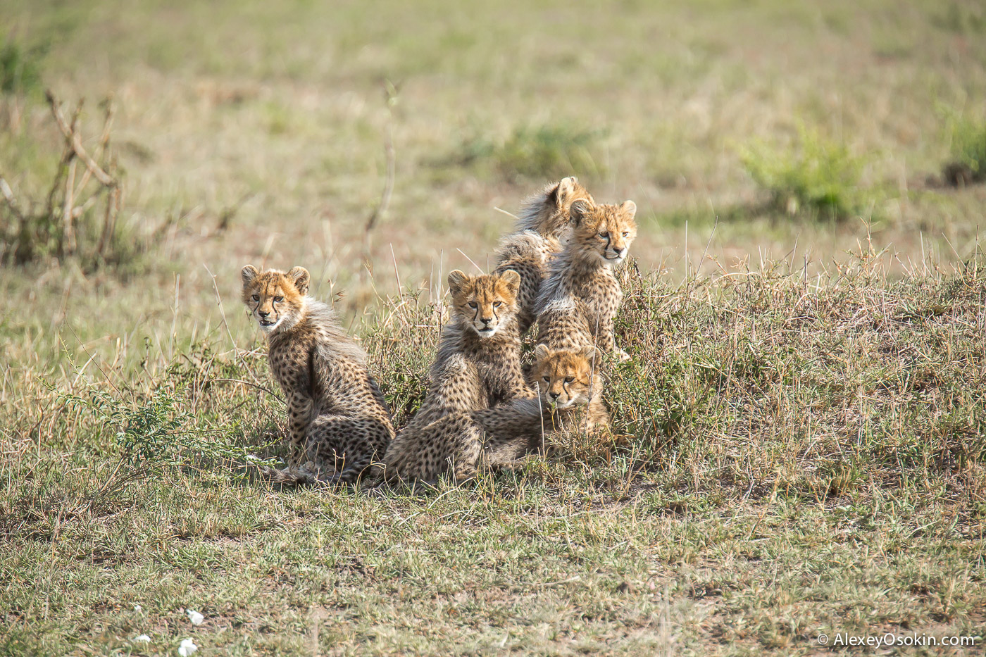 Cheetahs - the standard of motherhood 31