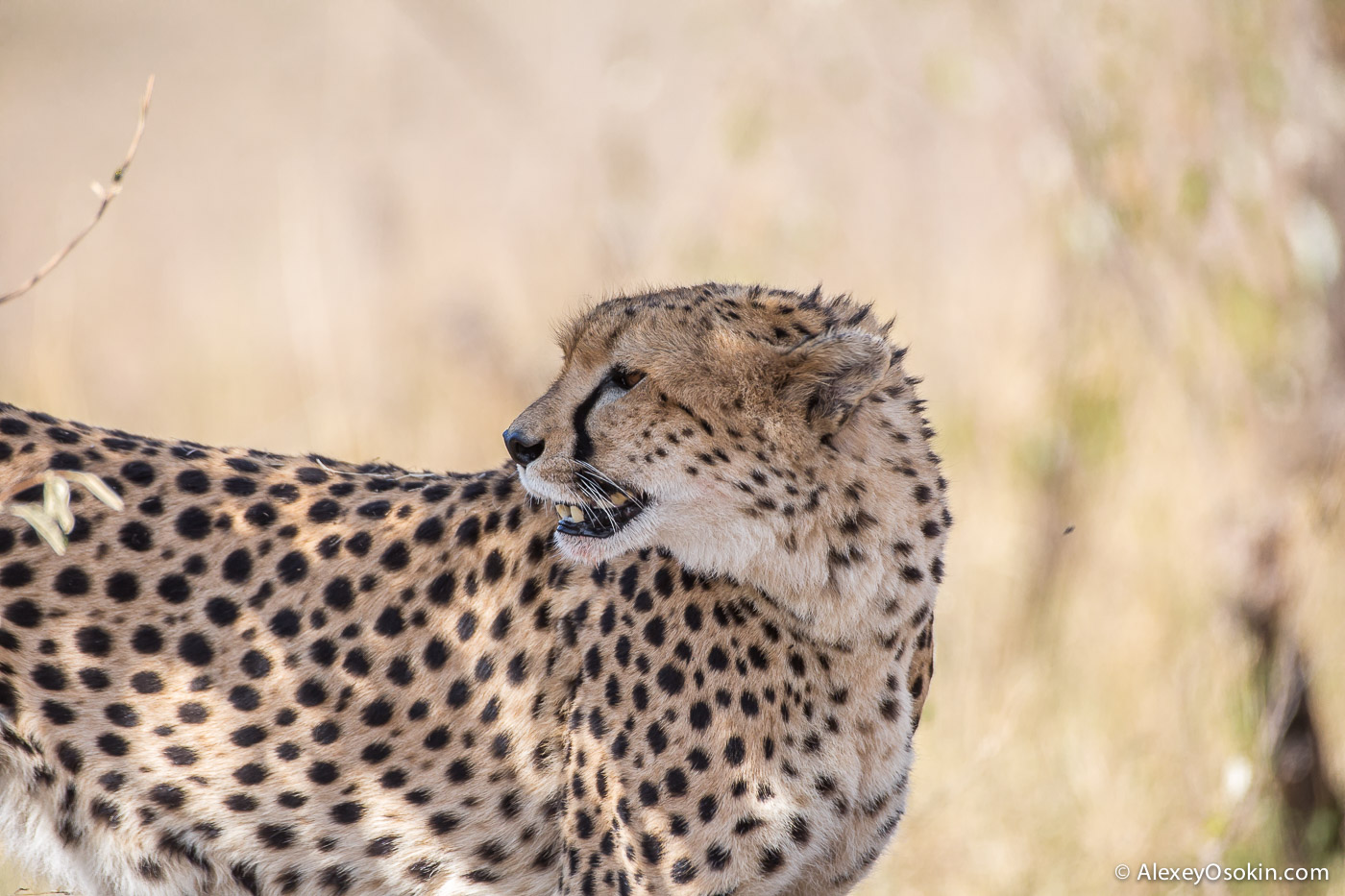 Cheetahs - the standard of motherhood 32