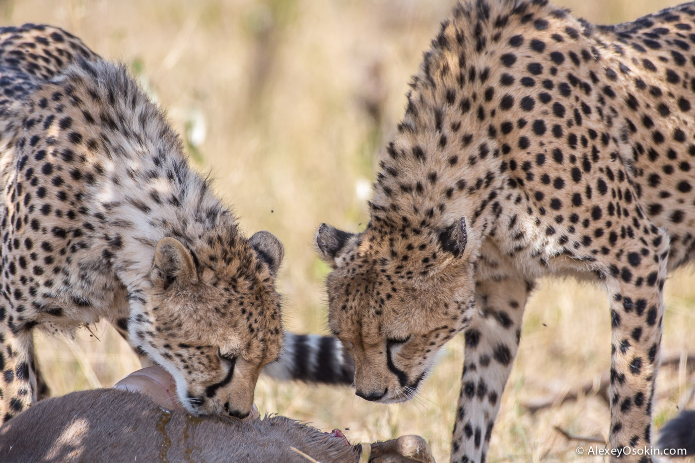 Cheetahs - the standard of motherhood 33