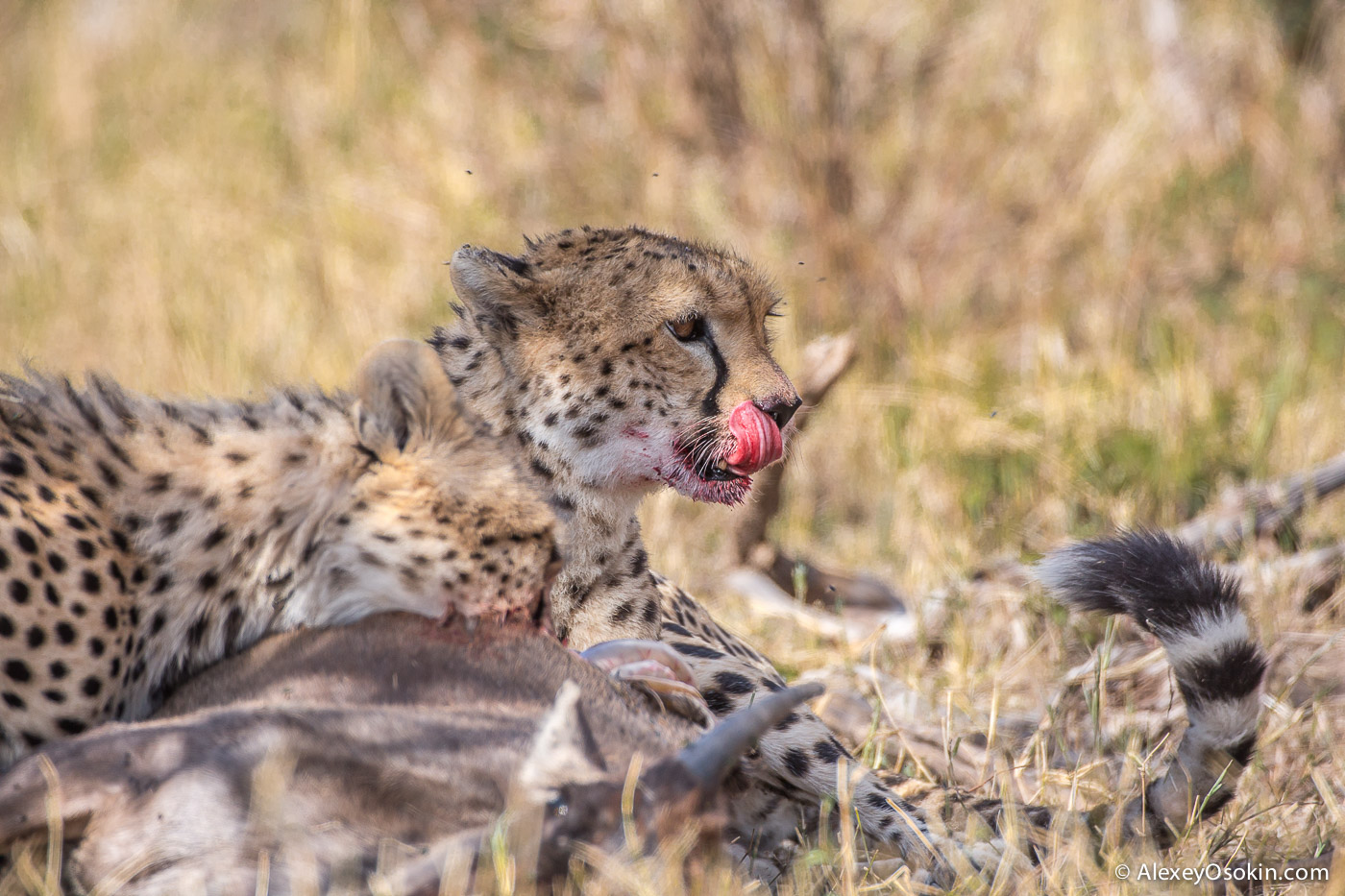 Cheetahs - the standard of motherhood 35