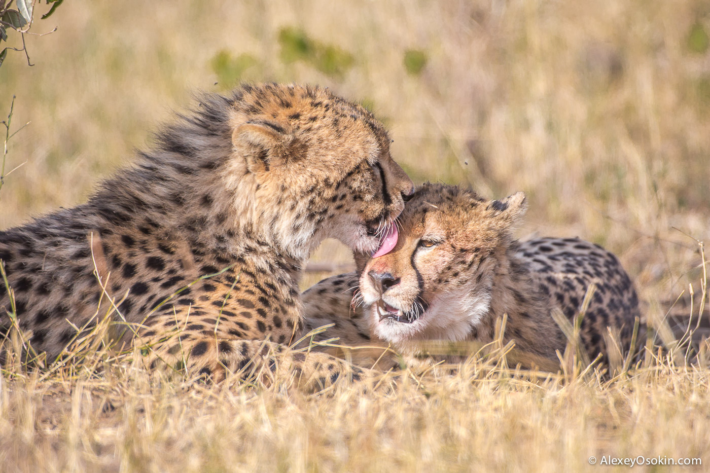 Cheetahs - the standard of motherhood 36
