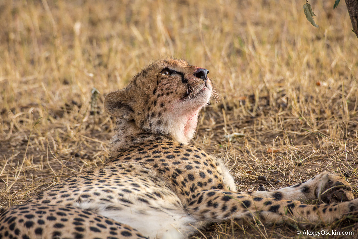 Cheetahs - the standard of motherhood 39