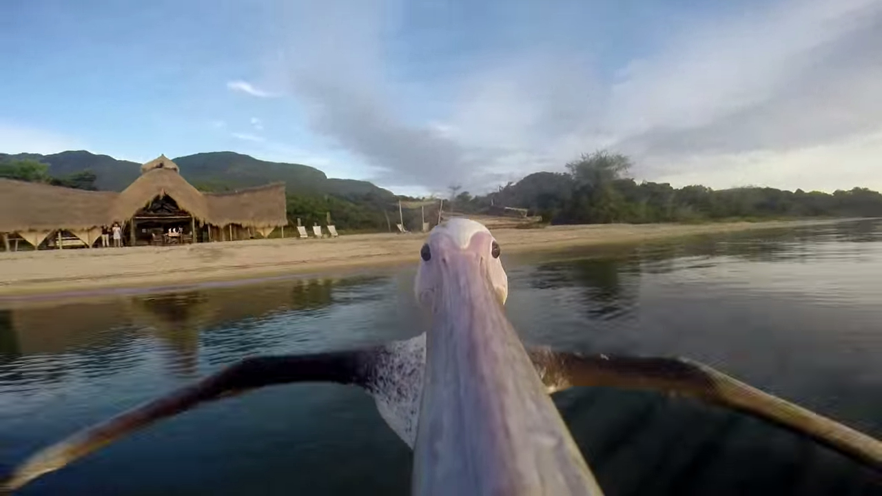 GoPro. Pelican Learns To Fly