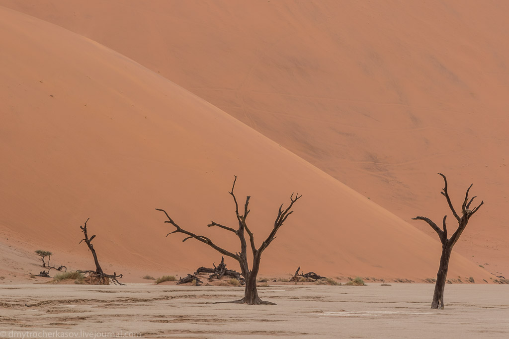 Namibia. Dead swamp 03
