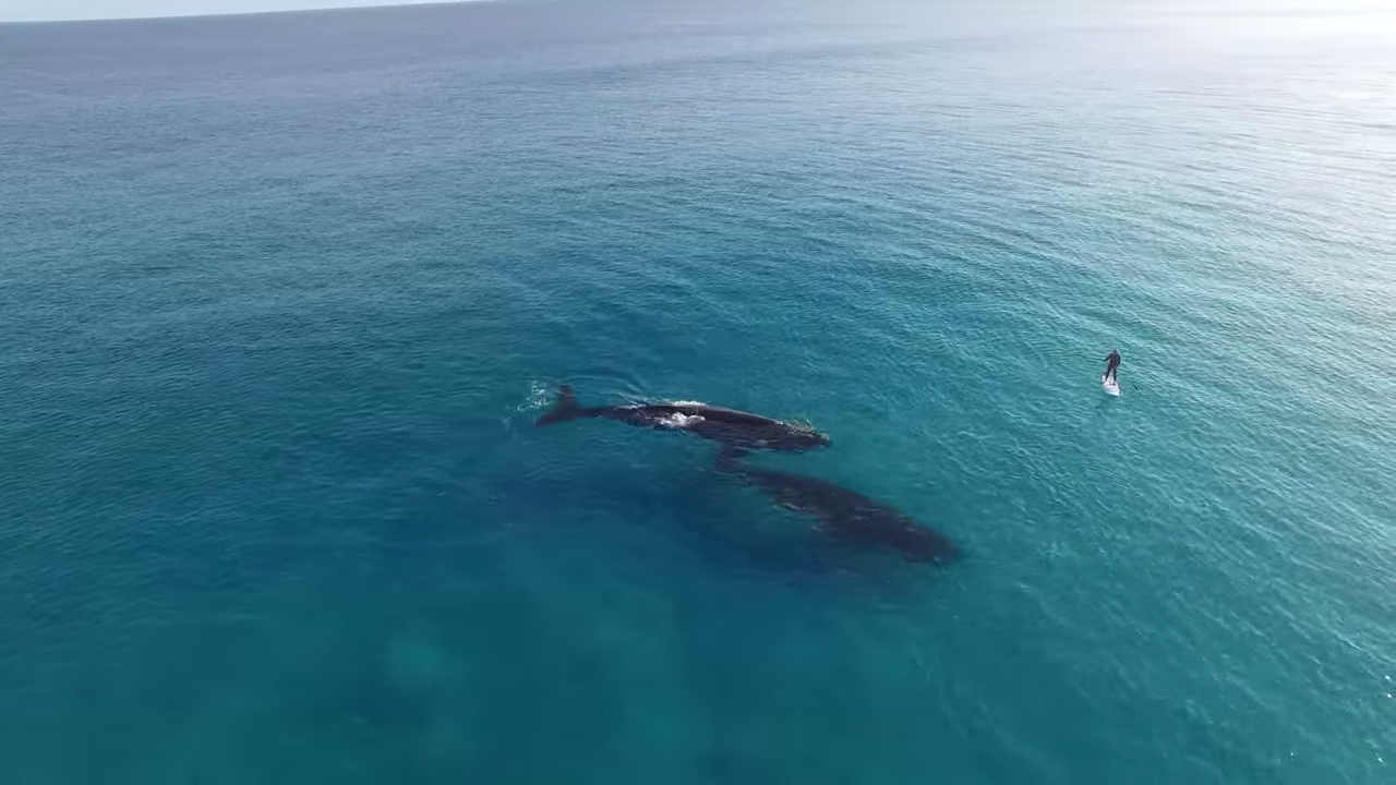 Paddle Boarding with Whales, Esperance Australia