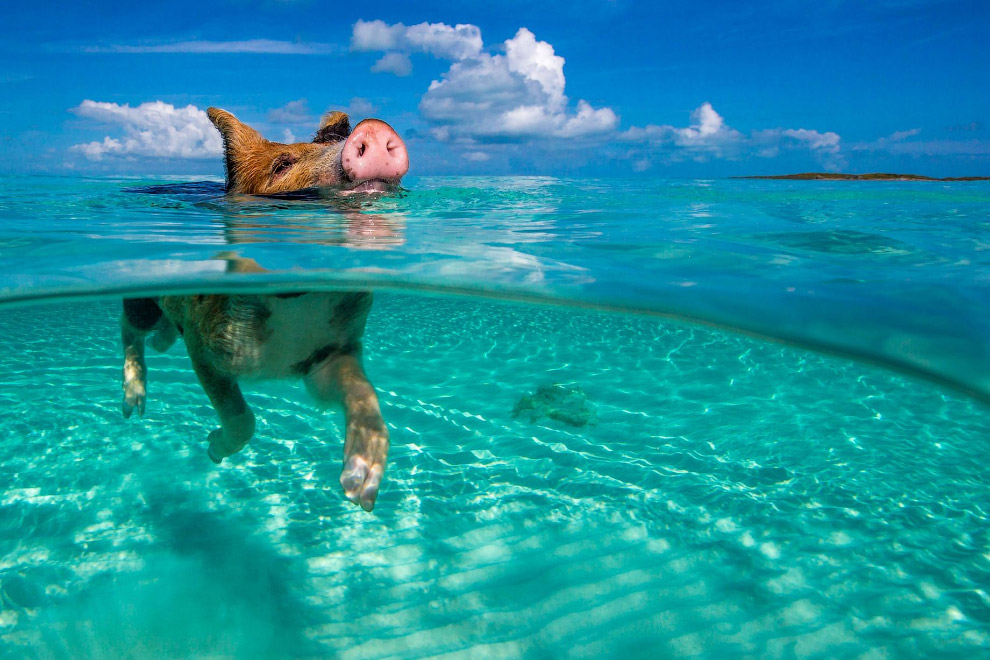 Pigs in the Bahamas 01